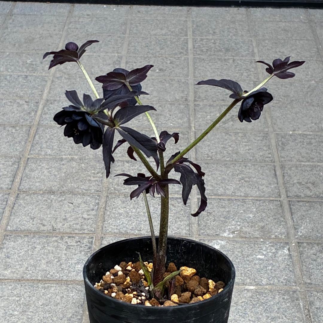 3710⭐️特殊スレートカラー⭐️ステキ苞葉⭐️超小輪⭐️広瀬園芸⭐️