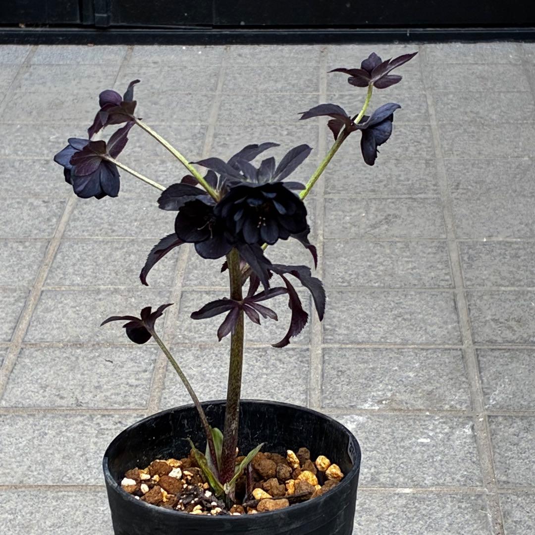 3710⭐️特殊スレートカラー⭐️ステキ苞葉⭐️超小輪⭐️広瀬園芸⭐️