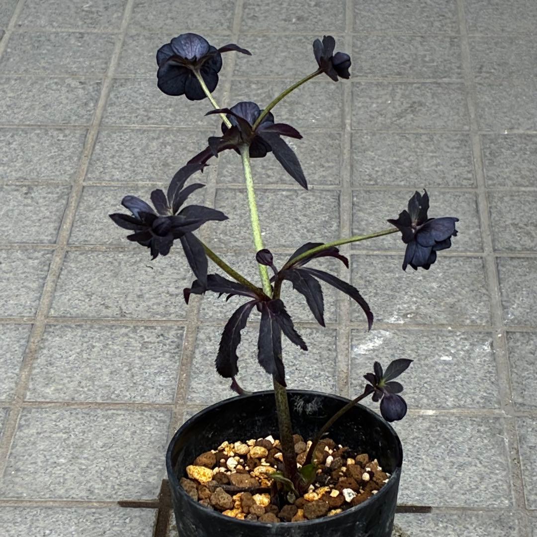 3710⭐️特殊スレートカラー⭐️ステキ苞葉⭐️超小輪⭐️広瀬園芸⭐️