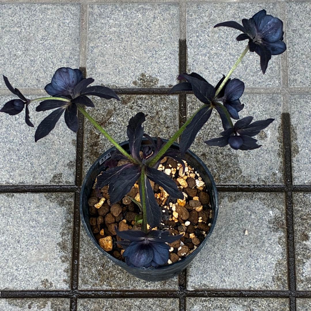 3710⭐️特殊スレートカラー⭐️ステキ苞葉⭐️超小輪⭐️広瀬園芸⭐️