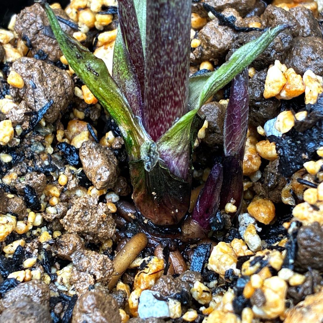 3710⭐️特殊スレートカラー⭐️ステキ苞葉⭐️超小輪⭐️広瀬園芸⭐️