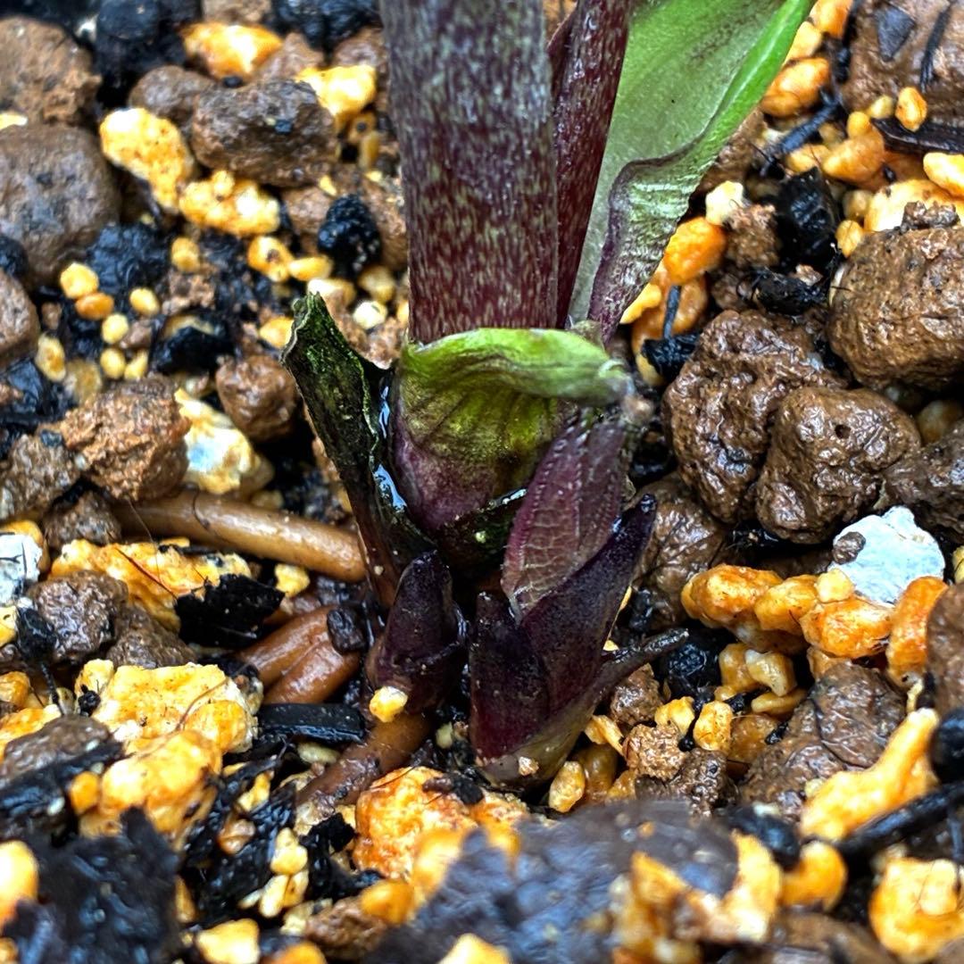 3710⭐️特殊スレートカラー⭐️ステキ苞葉⭐️超小輪⭐️広瀬園芸⭐️