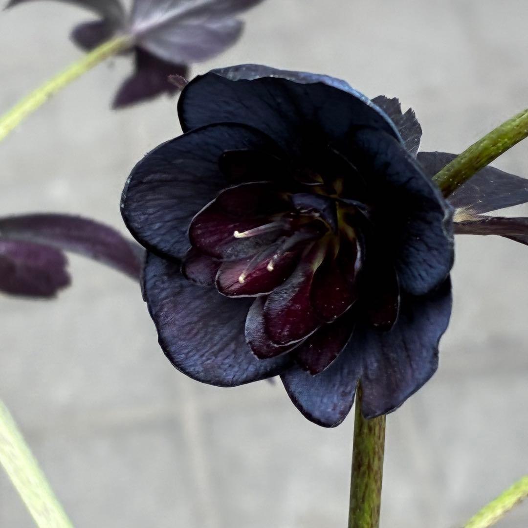 3710⭐️特殊スレートカラー⭐️ステキ苞葉⭐️超小輪⭐️広瀬園芸⭐️