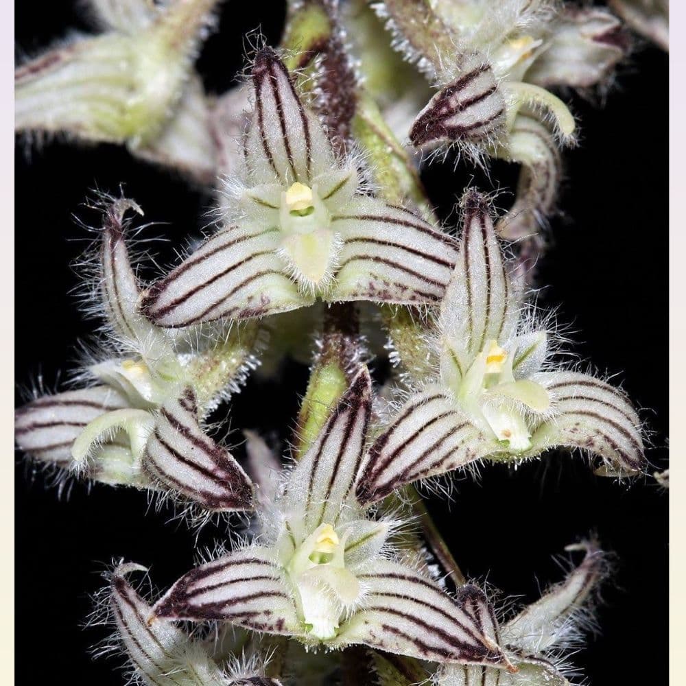 洋蘭 洋ラン 原種 バルボフィラム Bulb. lindleyanum