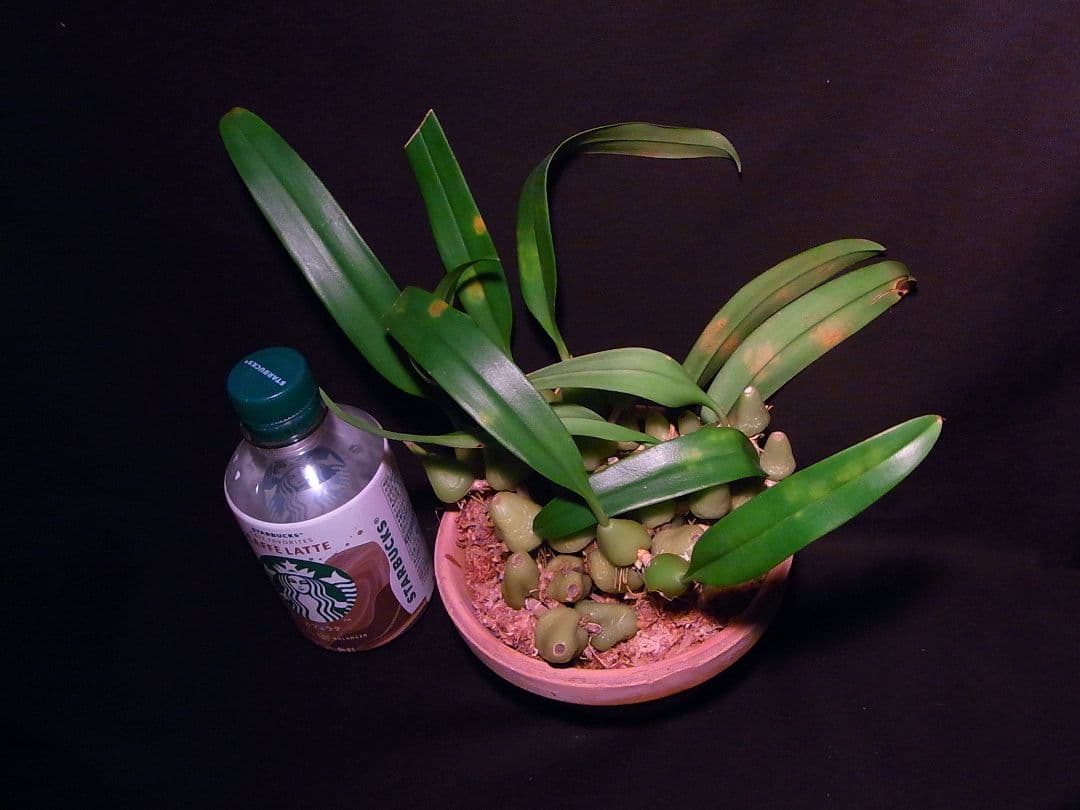 洋蘭 洋ラン 原種 バルボフィラム Bulb. lindleyanum