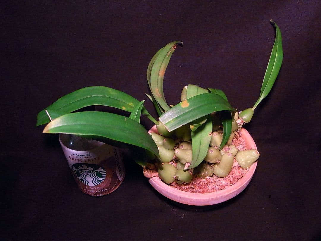 洋蘭 洋ラン 原種 バルボフィラム Bulb. lindleyanum