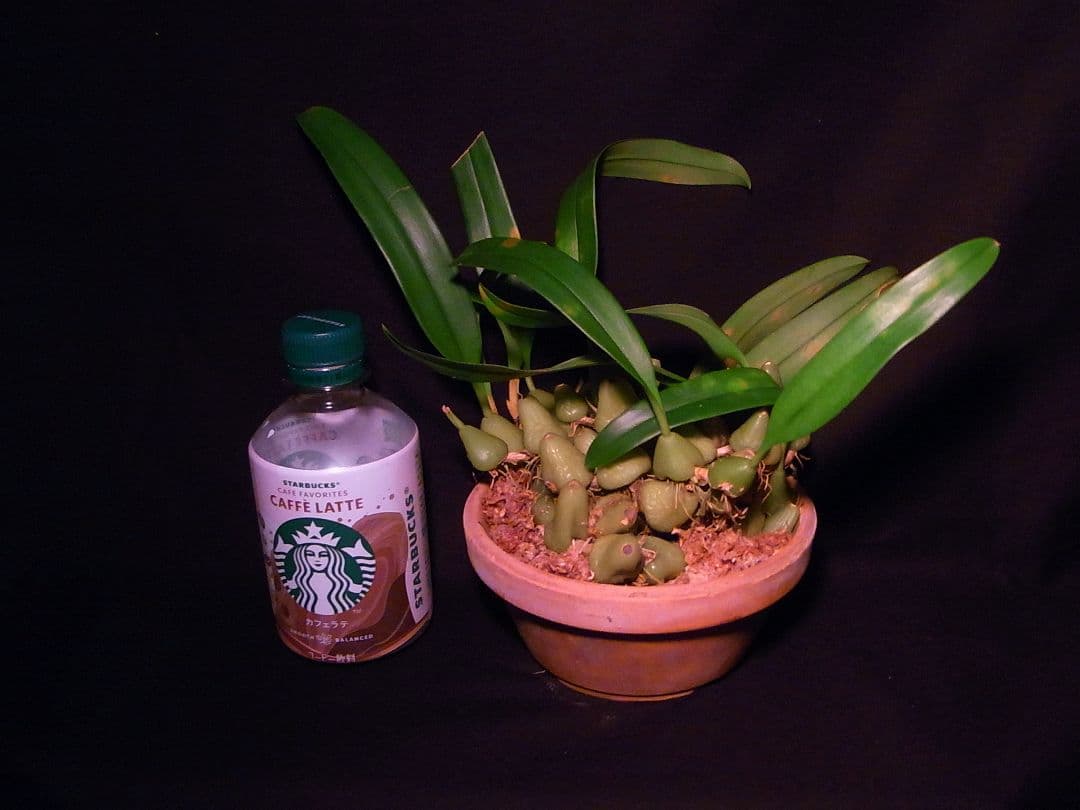 洋蘭 洋ラン 原種 バルボフィラム Bulb. lindleyanum