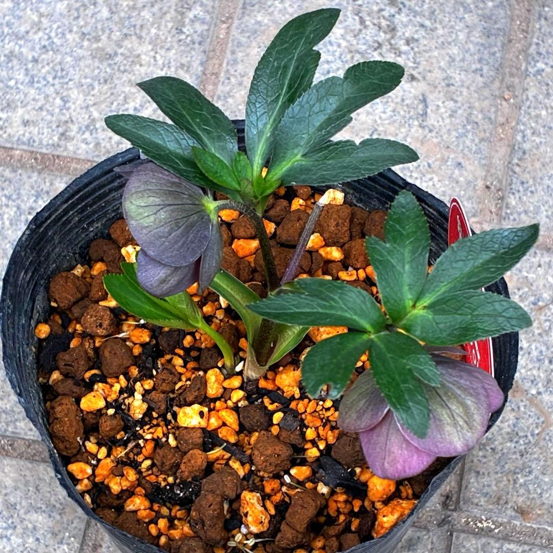 3728☘️タグ付き☘️⭐️プチドール⭐️￼バイカラー⭐️超小輪⭐️超コンパクト⭐横山園芸⭐️