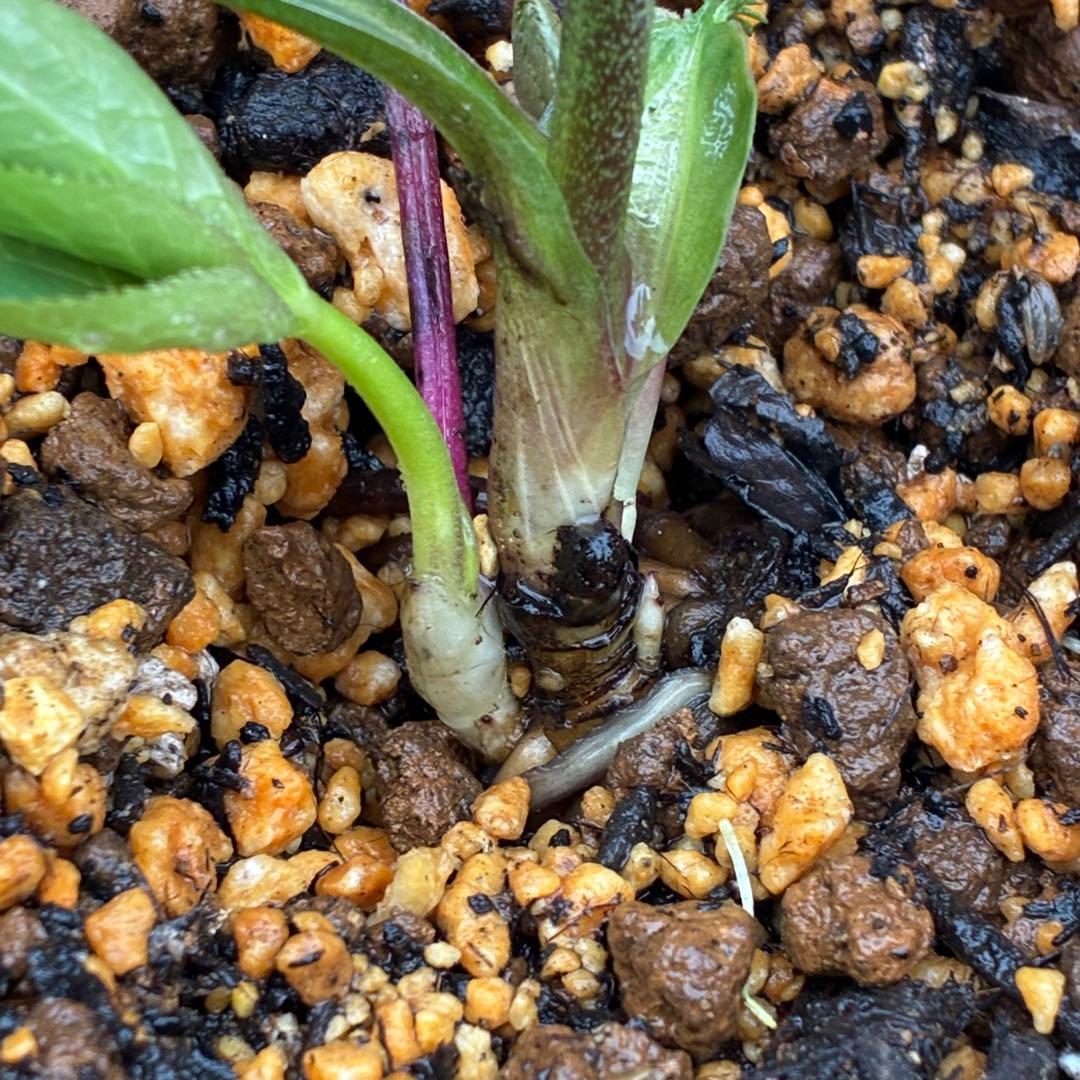 3728☘️タグ付き☘️⭐️プチドール⭐️￼バイカラー⭐️超小輪⭐️超コンパクト⭐横山園芸⭐️