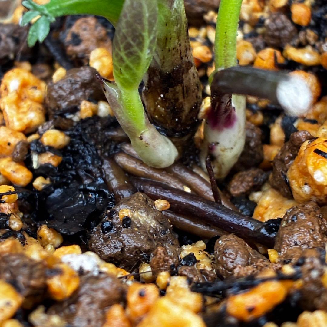 3728☘️タグ付き☘️⭐️プチドール⭐️￼バイカラー⭐️超小輪⭐️超コンパクト⭐横山園芸⭐️