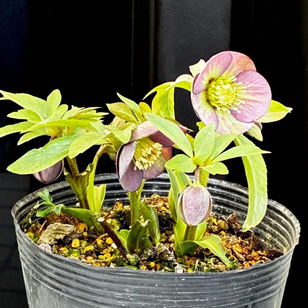 3728☘️タグ付き☘️⭐️プチドール⭐️￼バイカラー⭐️超小輪⭐️超コンパクト⭐横山園芸⭐️