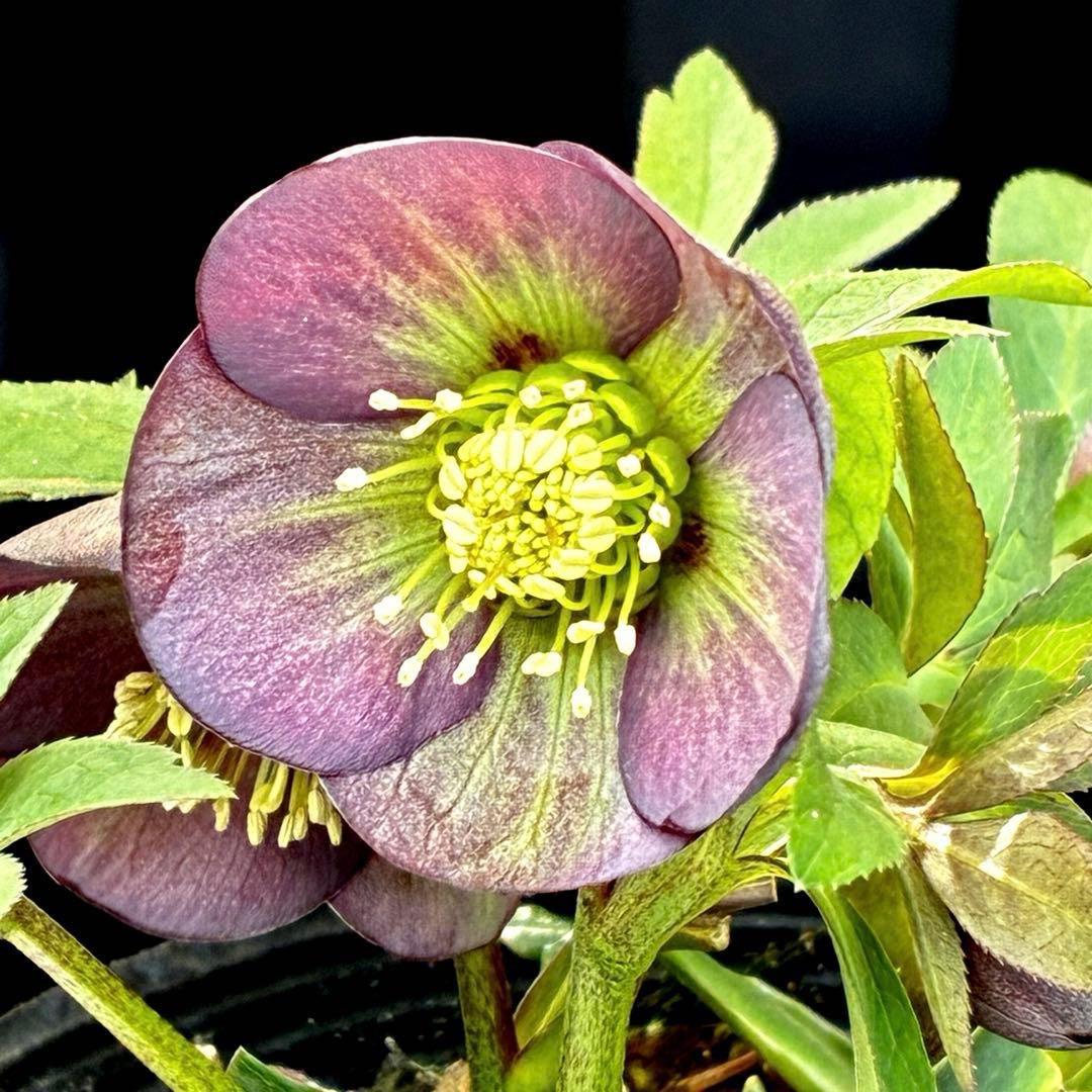 3728☘️タグ付き☘️⭐️プチドール⭐️￼バイカラー⭐️超小輪⭐️超コンパクト⭐横山園芸⭐️