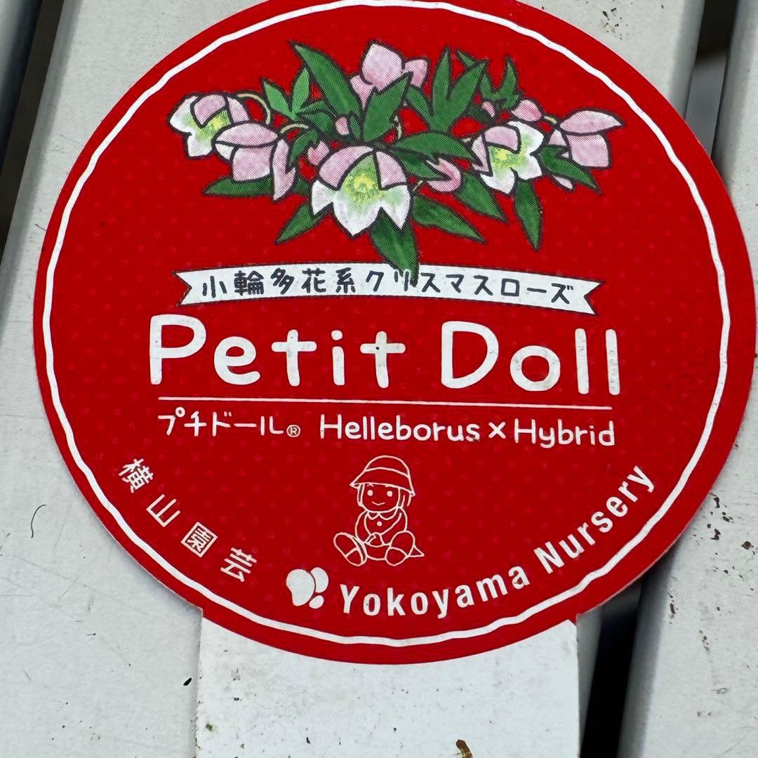 3728☘️タグ付き☘️⭐️プチドール⭐️￼バイカラー⭐️超小輪⭐️超コンパクト⭐横山園芸⭐️