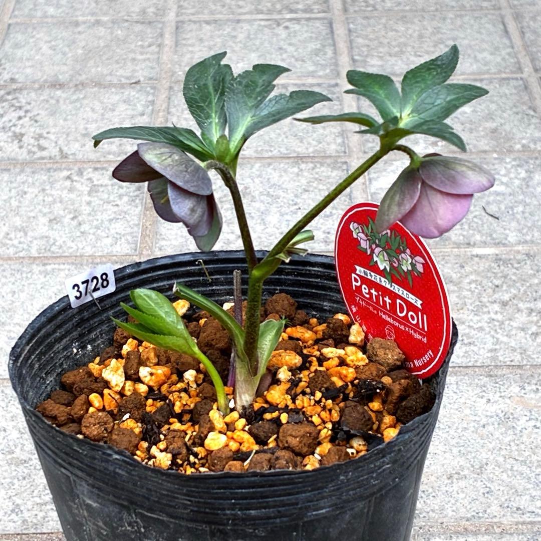 3728☘️タグ付き☘️⭐️プチドール⭐️￼バイカラー⭐️超小輪⭐️超コンパクト⭐横山園芸⭐️