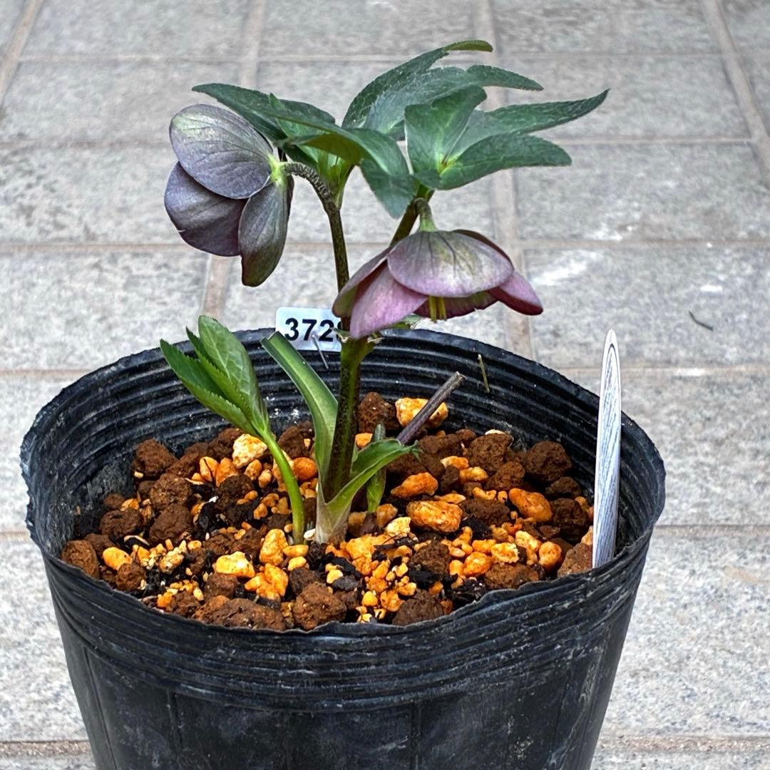 3728☘️タグ付き☘️⭐️プチドール⭐️￼バイカラー⭐️超小輪⭐️超コンパクト⭐横山園芸⭐️