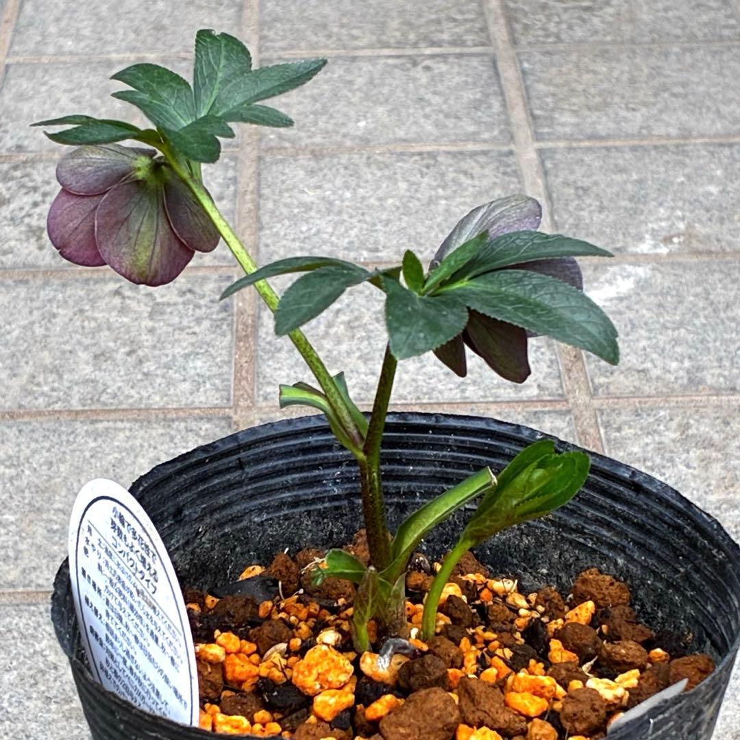 3728☘️タグ付き☘️⭐️プチドール⭐️￼バイカラー⭐️超小輪⭐️超コンパクト⭐横山園芸⭐️