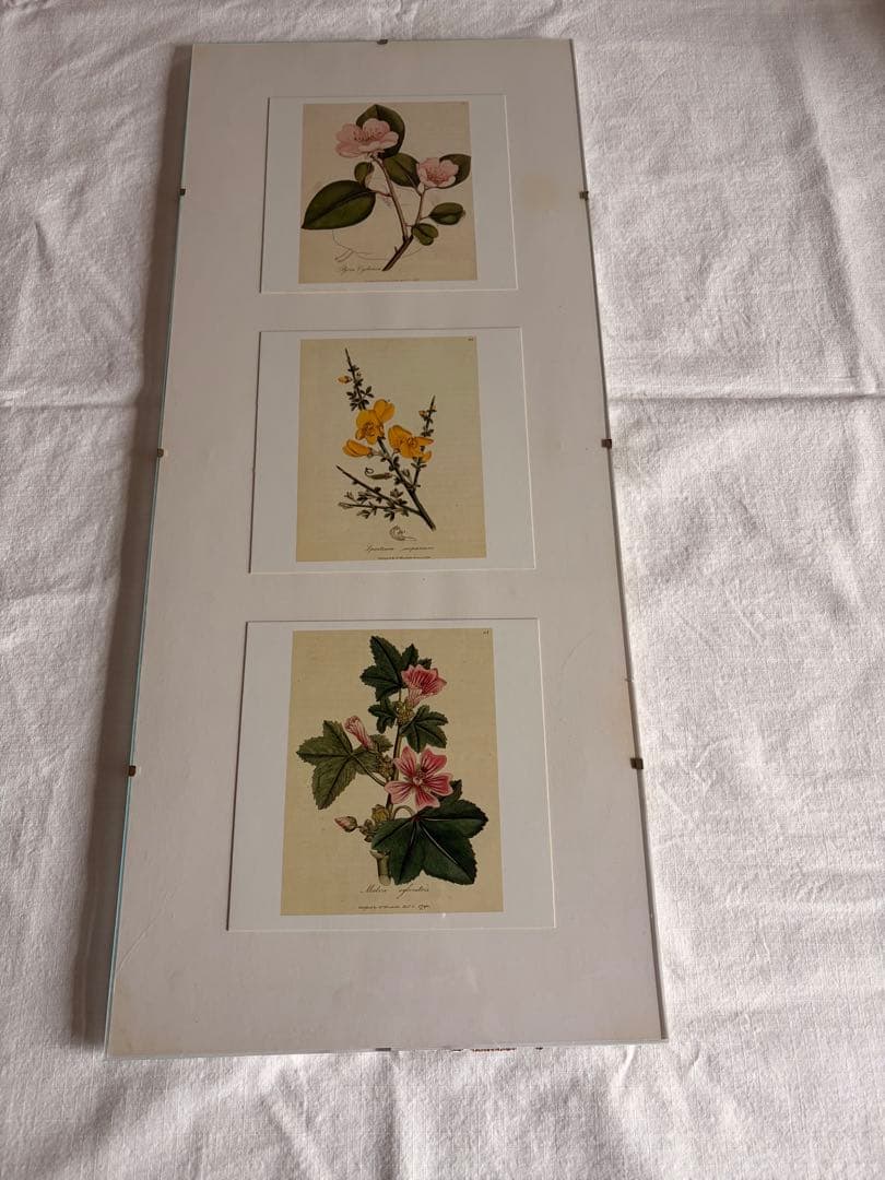 柔らかな雰囲気のボタニカルアート　植物画　ポスター　検）モモナチュラル