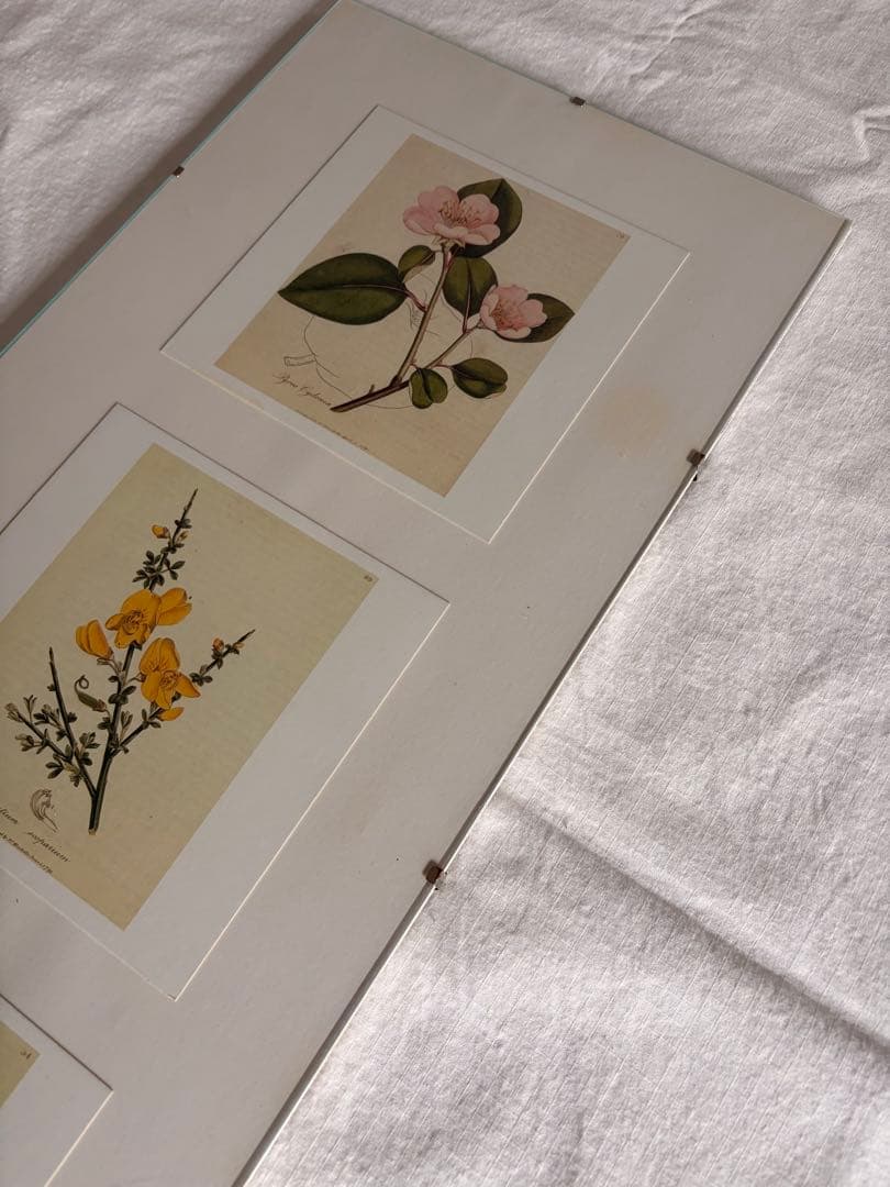 柔らかな雰囲気のボタニカルアート　植物画　ポスター　検）モモナチュラル