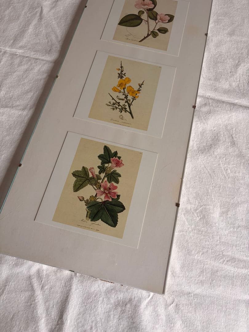 柔らかな雰囲気のボタニカルアート　植物画　ポスター　検）モモナチュラル