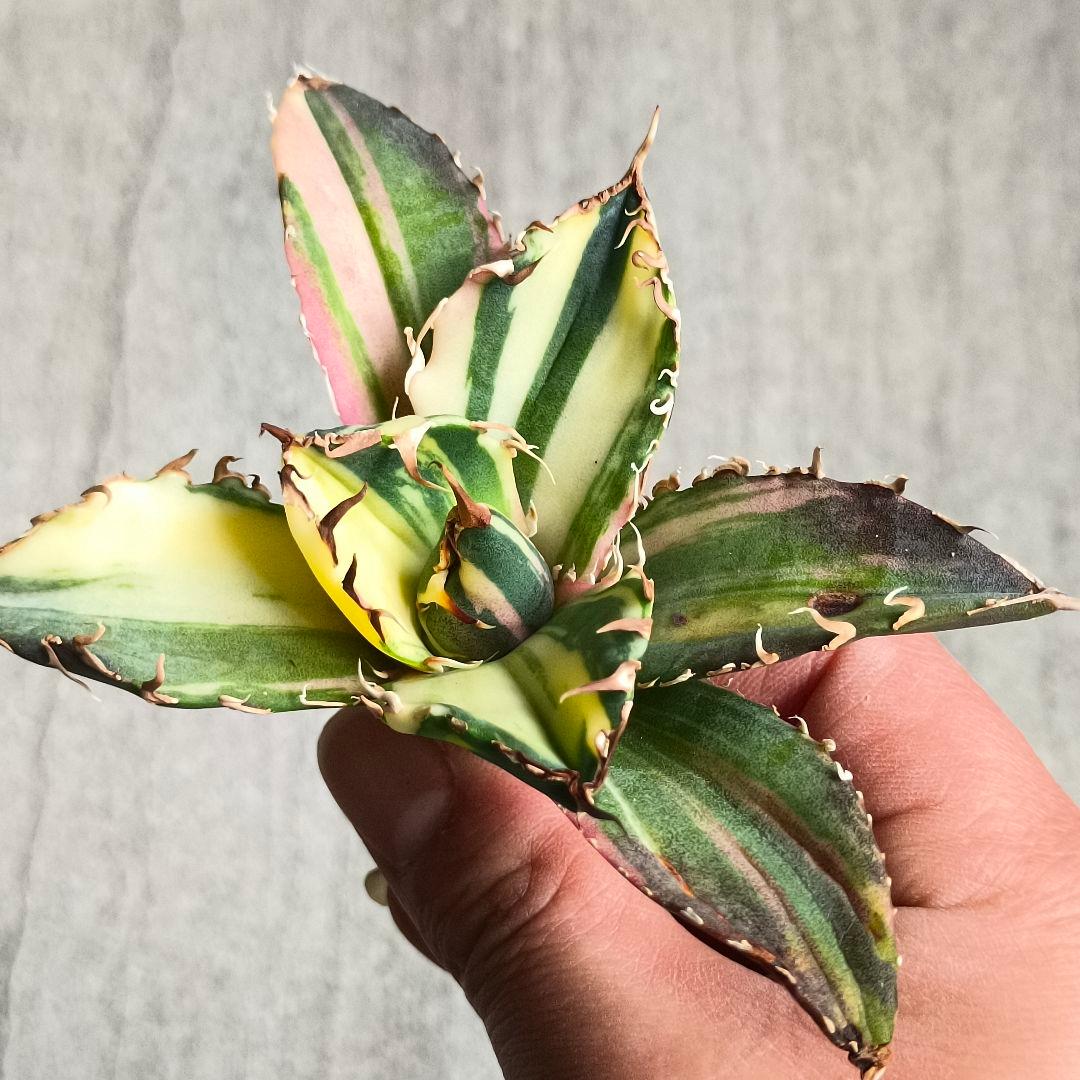 A062 特選 アガベ チタノタ 強棘 白鯨 斑入り 氷海 縞斑錦 極上美株