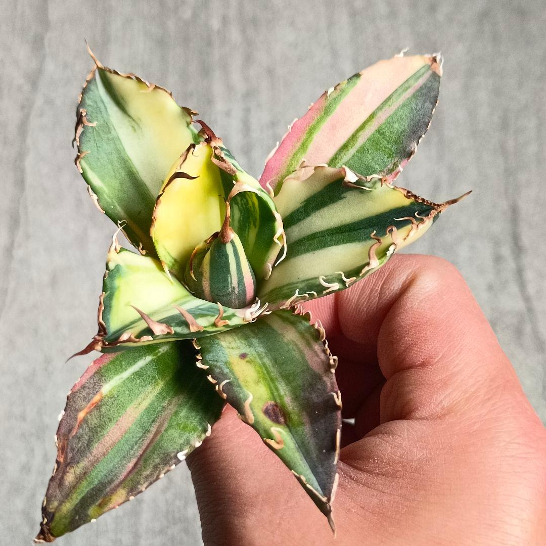 A062 特選 アガベ チタノタ 強棘 白鯨 斑入り 氷海 縞斑錦 極上美株