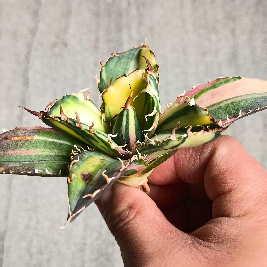 A062 特選 アガベ チタノタ 強棘 白鯨 斑入り 氷海 縞斑錦 極上美株