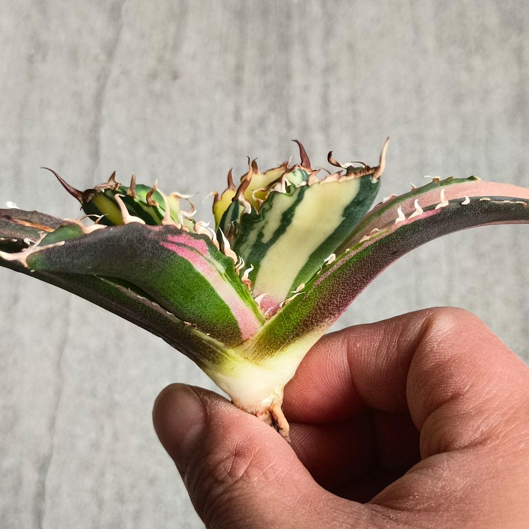 A062 特選 アガベ チタノタ 強棘 白鯨 斑入り 氷海 縞斑錦 極上美株