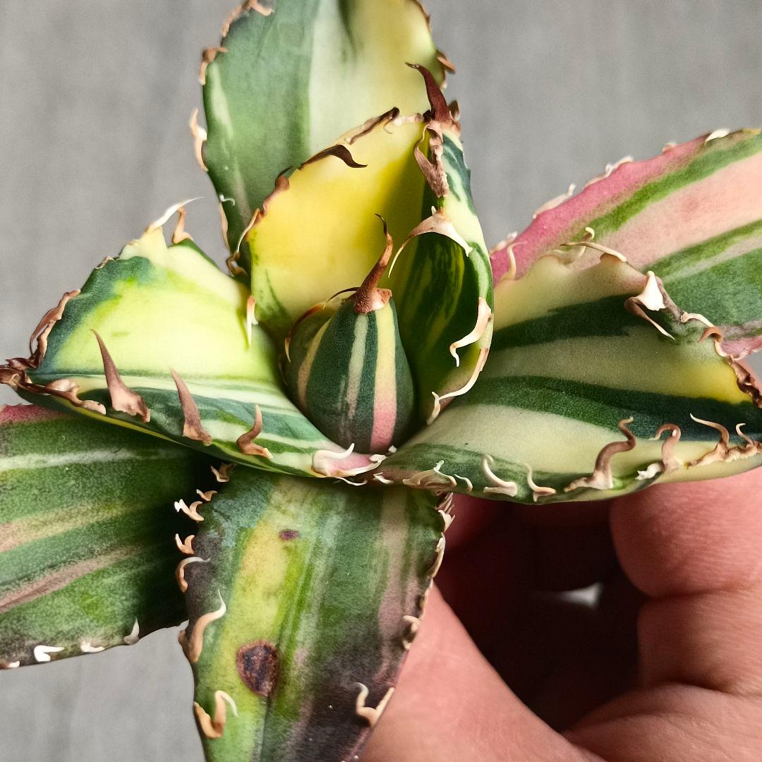 A062 特選 アガベ チタノタ 強棘 白鯨 斑入り 氷海 縞斑錦 極上美株