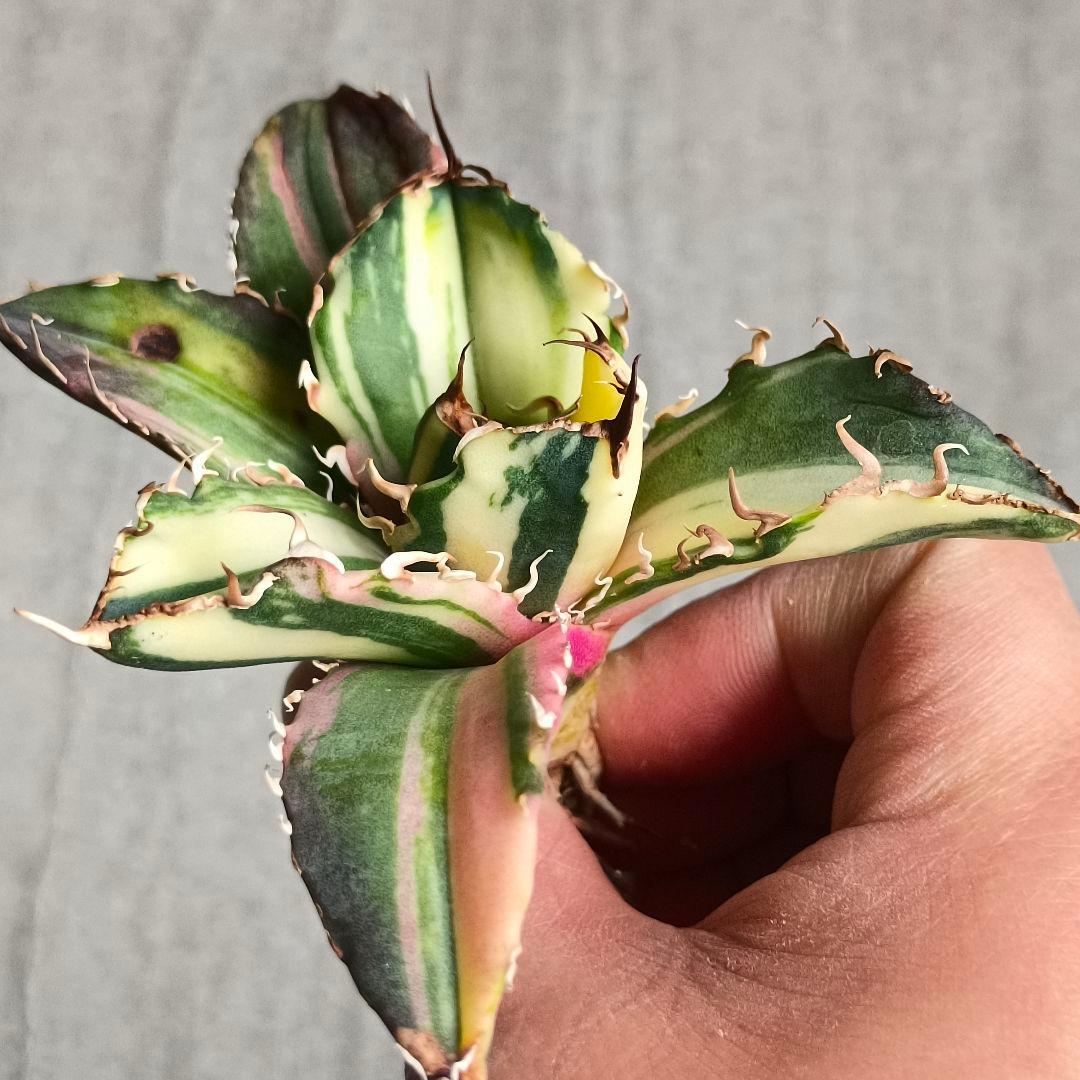 A062 特選 アガベ チタノタ 強棘 白鯨 斑入り 氷海 縞斑錦 極上美株