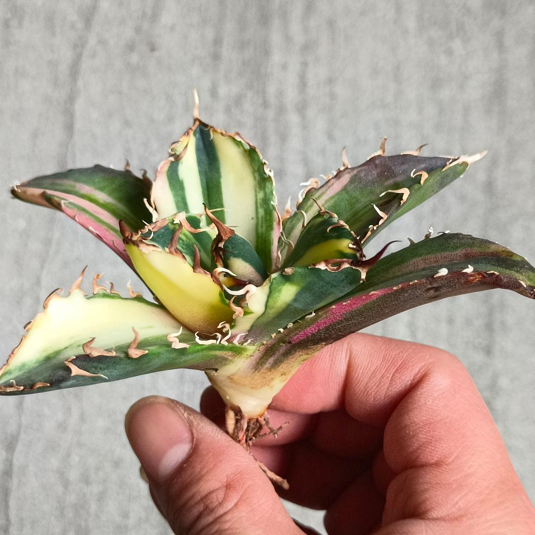 A062 特選 アガベ チタノタ 強棘 白鯨 斑入り 氷海 縞斑錦 極上美株