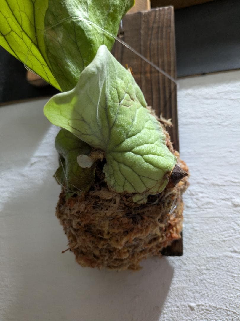 プラティケリウム エレファントティス＋アスプレニウム　ビーナス