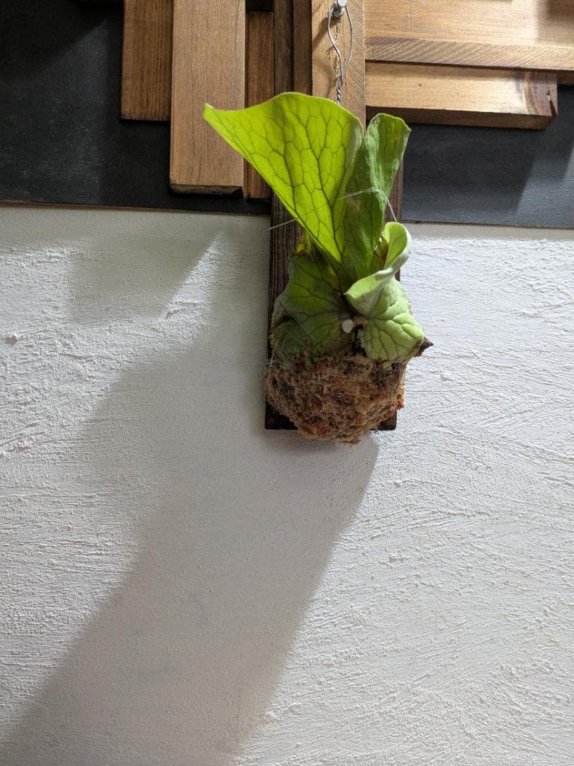 プラティケリウム エレファントティス＋アスプレニウム　ビーナス