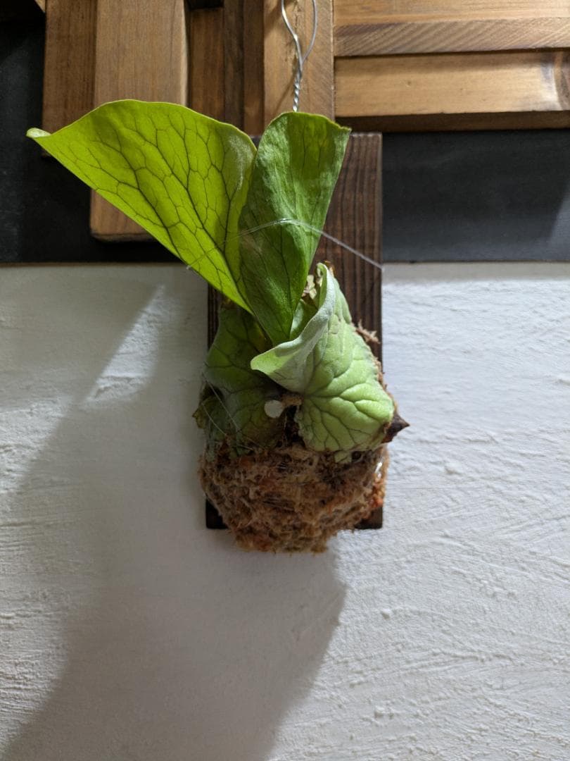 プラティケリウム エレファントティス＋アスプレニウム　ビーナス