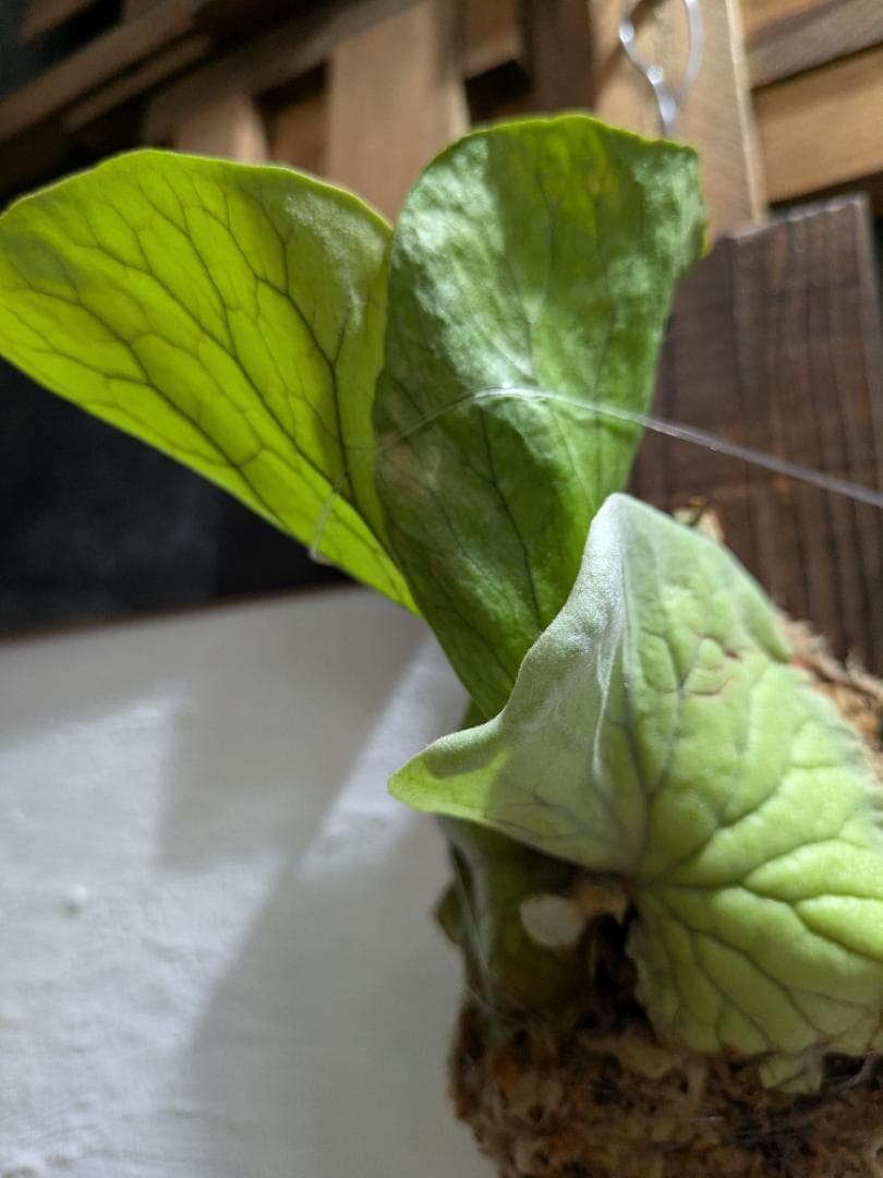 プラティケリウム エレファントティス＋アスプレニウム　ビーナス