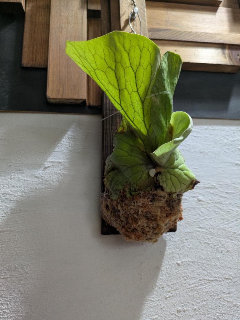 プラティケリウム エレファントティス＋アスプレニウム　ビーナス