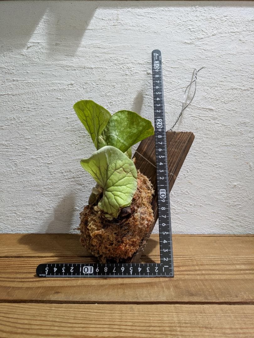 プラティケリウム エレファントティス＋アスプレニウム　ビーナス