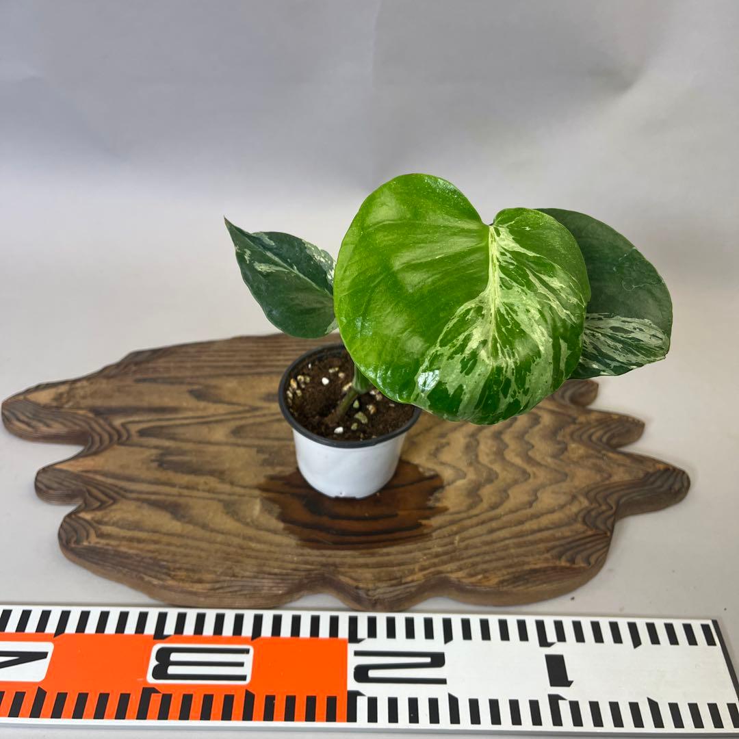 お*と様 YO485品種保証！斑入り保証モンステラ バルバソー フシギダネ順化済