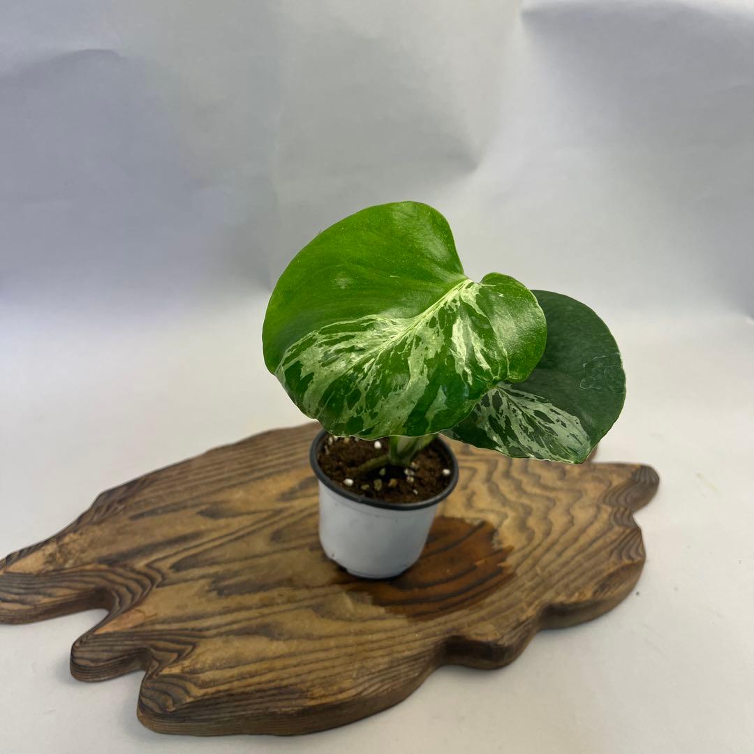 お*と様 YO485品種保証！斑入り保証モンステラ バルバソー フシギダネ順化済