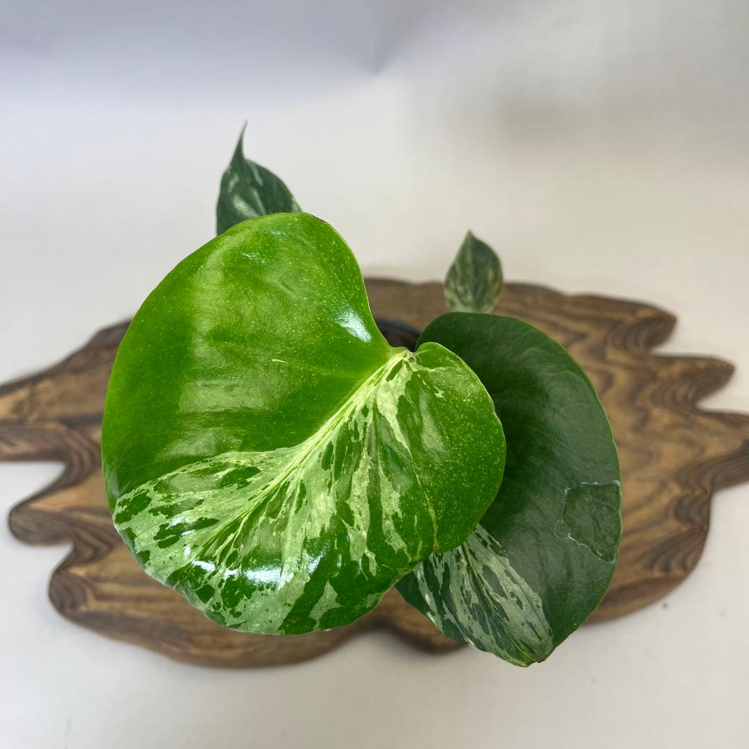 お*と様 YO485品種保証！斑入り保証モンステラ バルバソー フシギダネ順化済