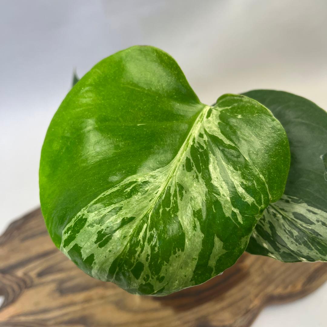 お*と様 YO485品種保証！斑入り保証モンステラ バルバソー フシギダネ順化済