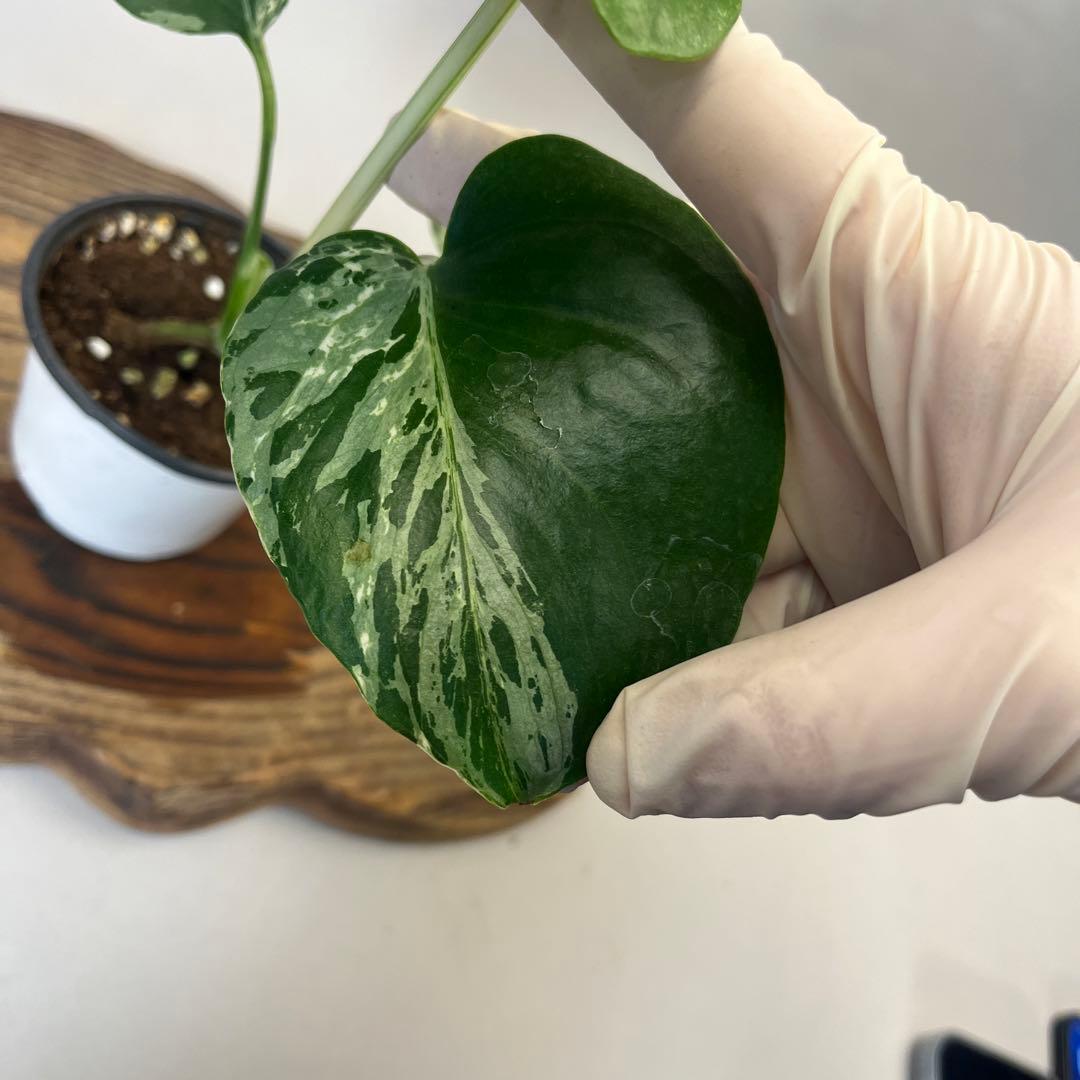 お*と様 YO485品種保証！斑入り保証モンステラ バルバソー フシギダネ順化済