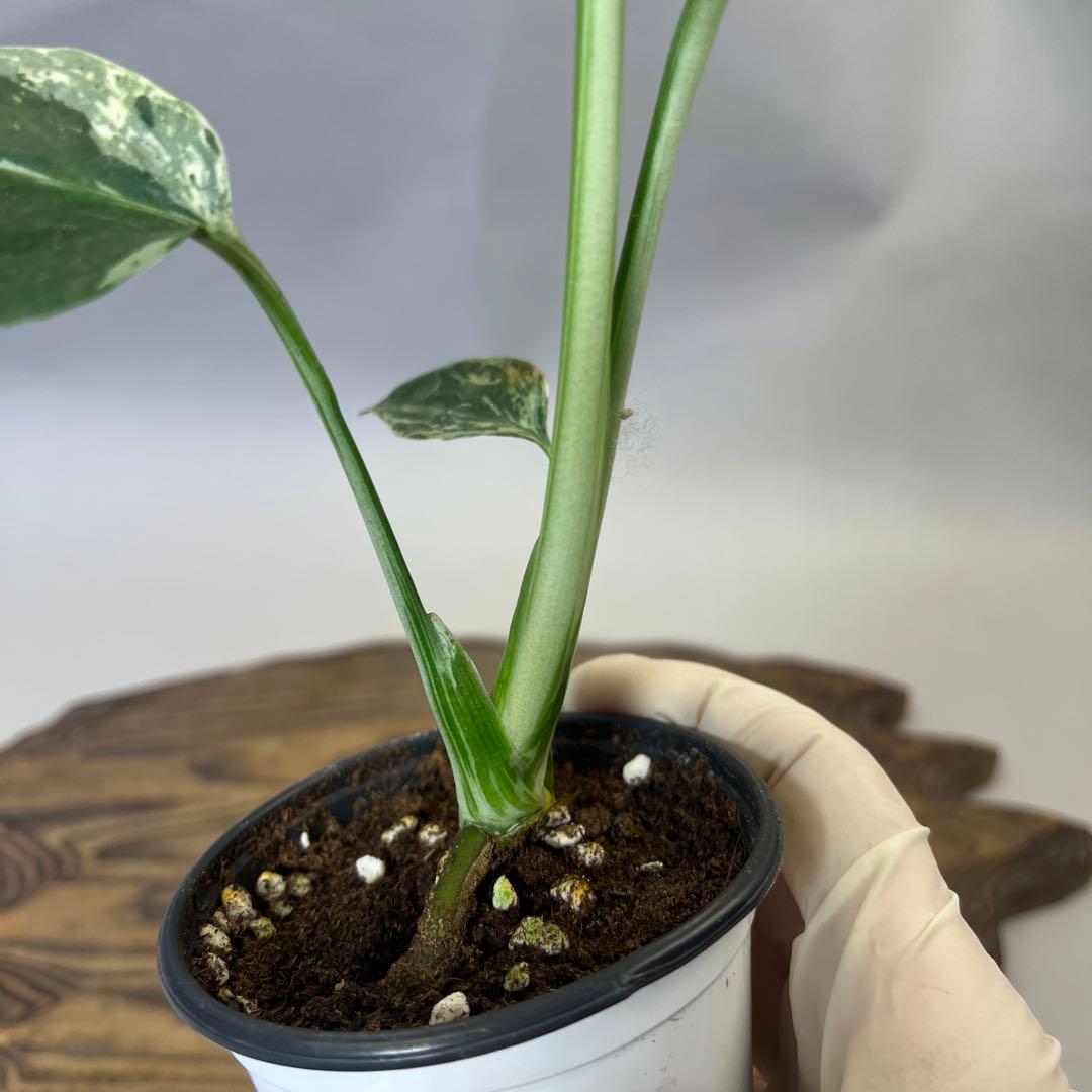 お*と様 YO485品種保証！斑入り保証モンステラ バルバソー フシギダネ順化済