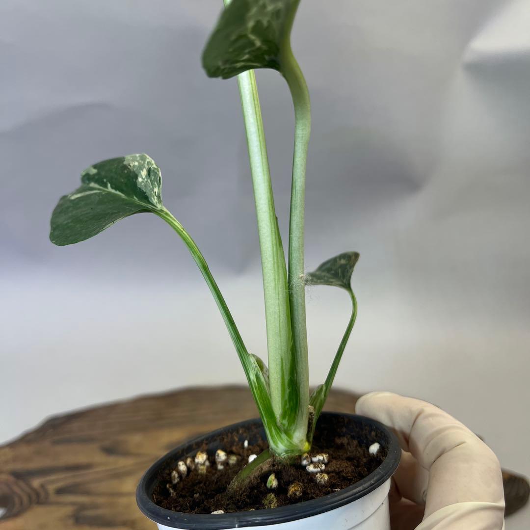 お*と様 YO485品種保証！斑入り保証モンステラ バルバソー フシギダネ順化済