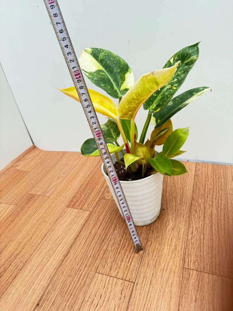 フィロデンドロン　グリーンコンゴ斑入り　1