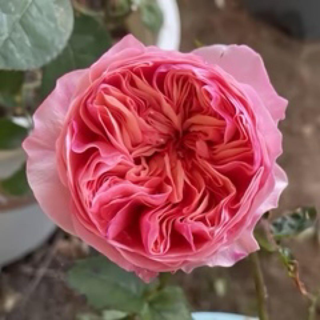 「ベティ」切り花品種バラ苗　Rome♡ Rose