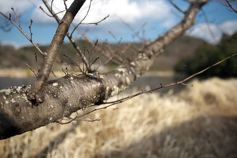 【やや難あり】TAMRON SP35mm F1.8 ニコン