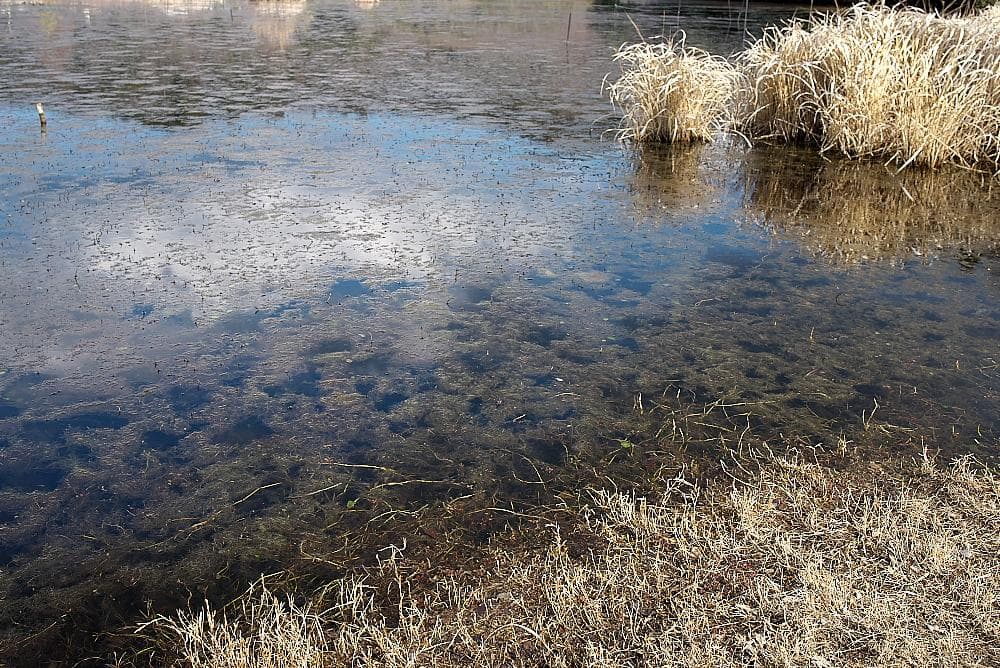 【やや難あり】TAMRON SP35mm F1.8 ニコン