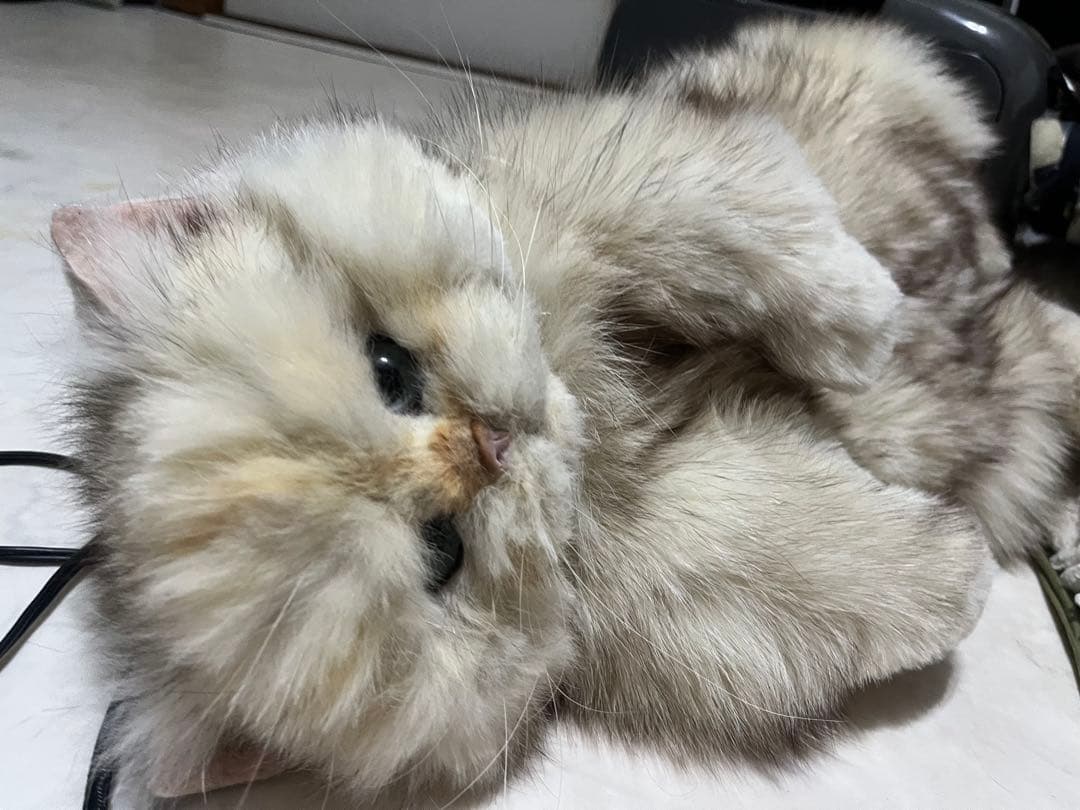 リアルファー 猫ぬいぐるみオーダー