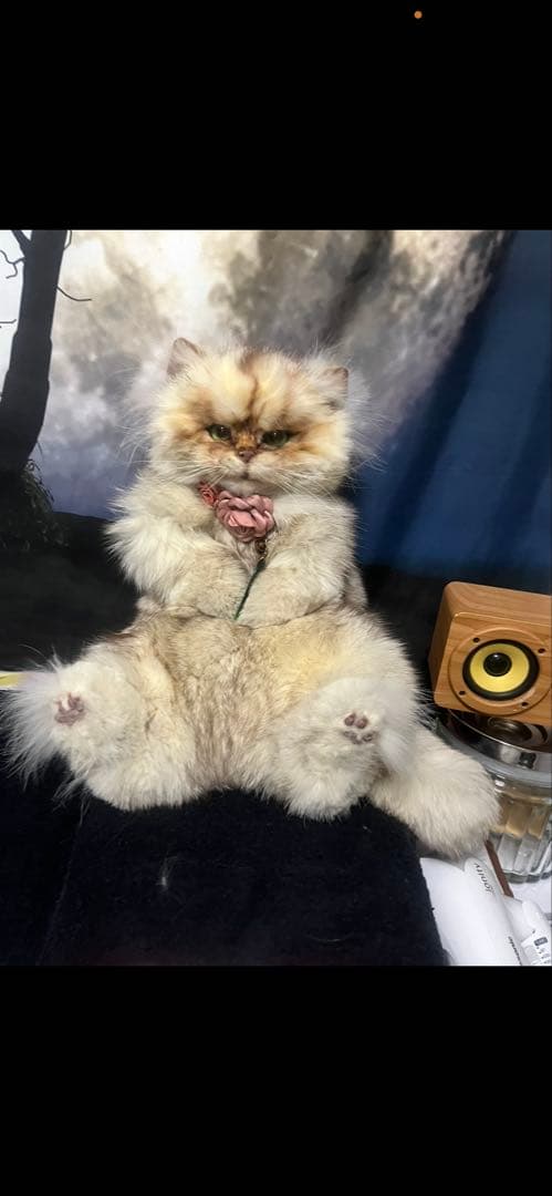 リアルファー 猫ぬいぐるみオーダー