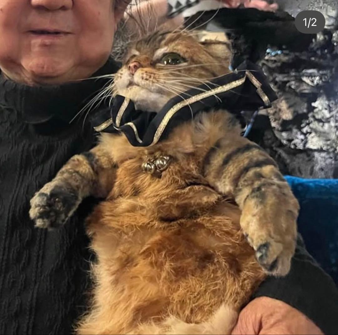 リアルファー 猫ぬいぐるみオーダー